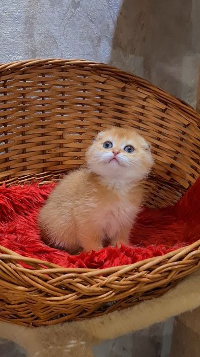 Идеальна во всём золотая шиншилла