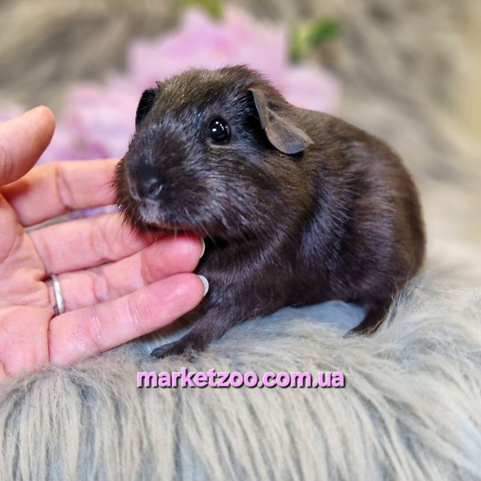 Морська свинка,морські свинки,англ. Селф, чорна, морские свинки, морск