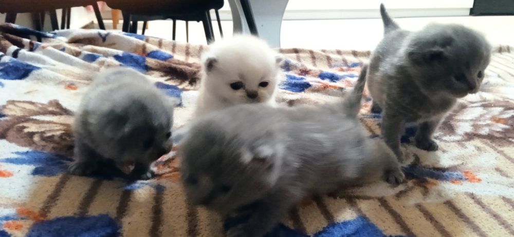 Шотландські кошенята