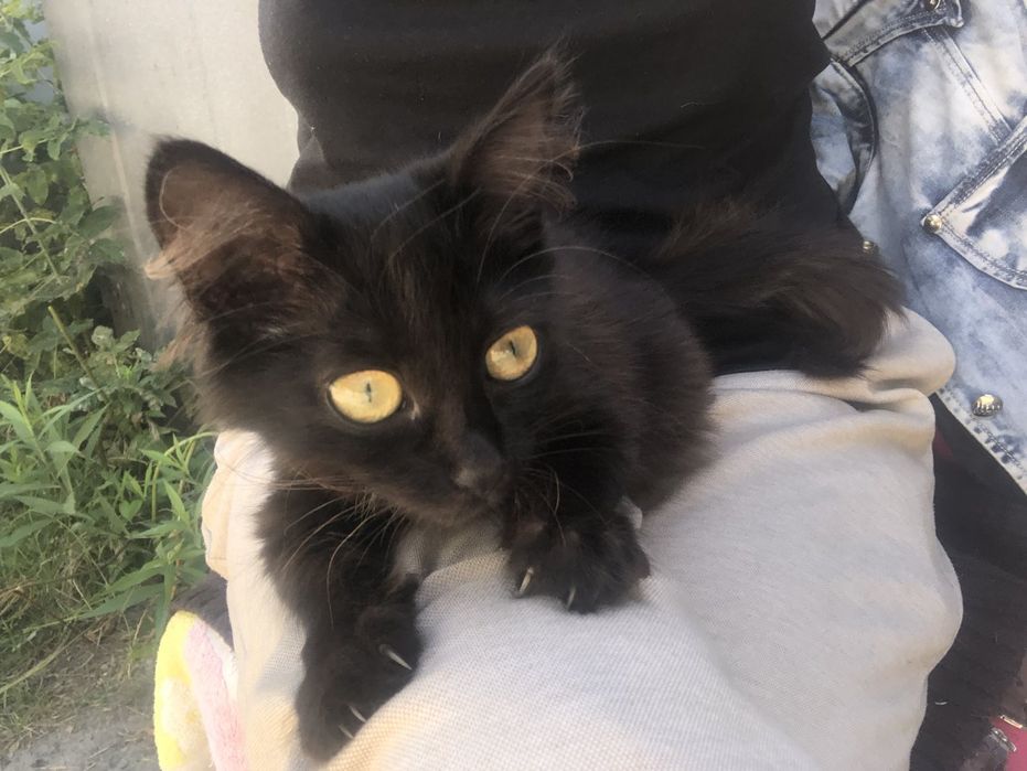 Кошечка необычного окраса