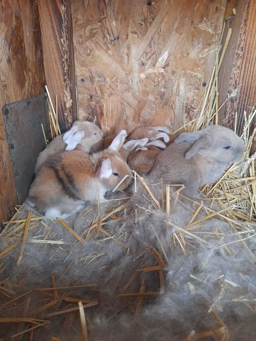 Кролики різних порід