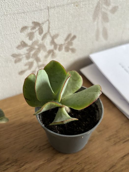 Crassula hummel ghost blue bird