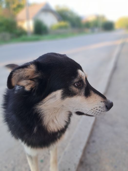 собака шукає родину