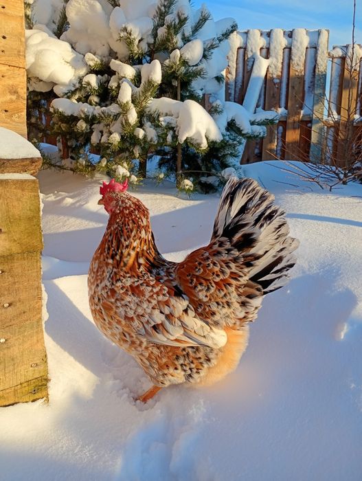 Jaja na wylęg(Kwiat szwedzki z Włoszką lawendową)