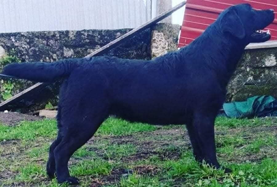 Labrador Retriever Lop e afixo