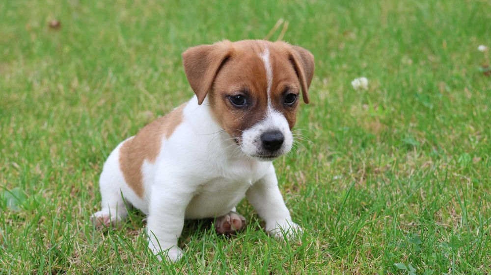 Uroczy Piesek - Jack Russell Terrier z hodowli "BREFIO"/ bada. genet./odbiór
