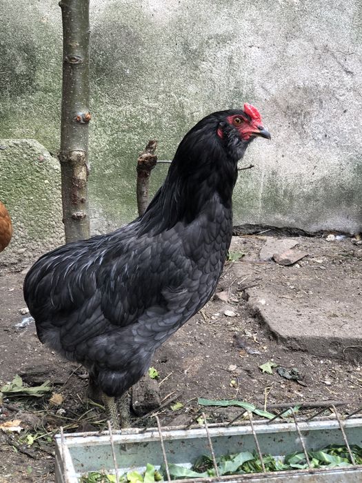 Koguty araucana bezogoniasta