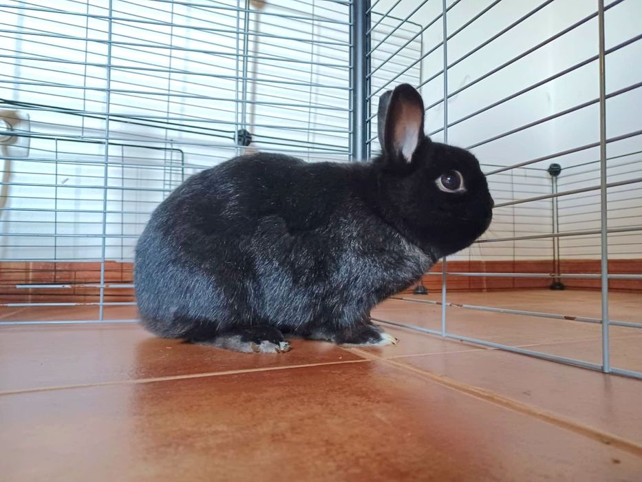 Coelhinho anão castrado + gaiola e acessórios