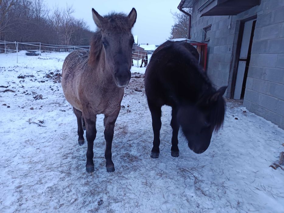 Ogierek hc/kn z czerwca 2025