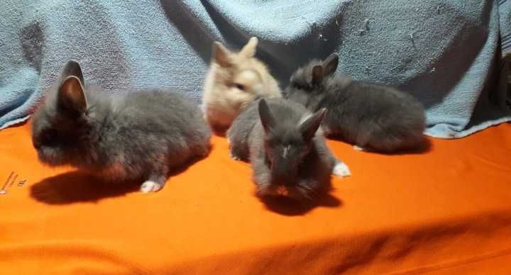 Декоративний кролик,  міні кролики.