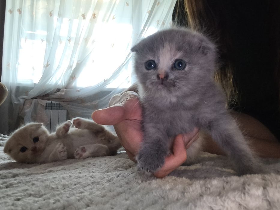Шотландская вислоухая