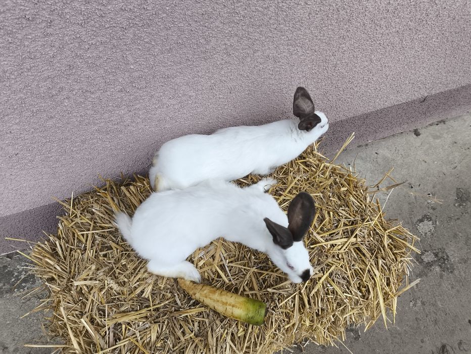 Продам кроликів є різні