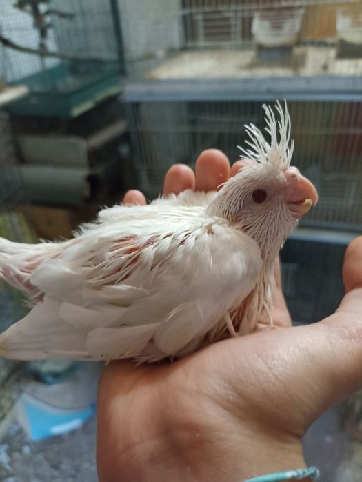 Caturras "colapsitas" bebés para domesticar