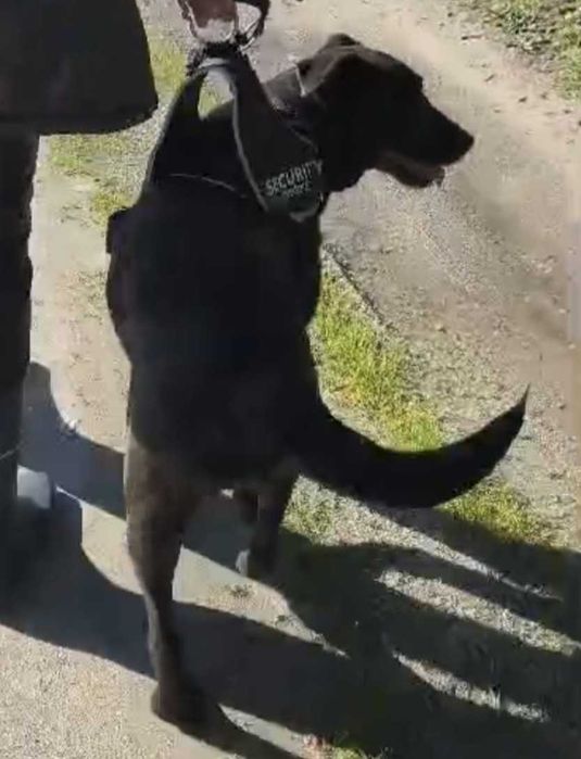 O CARLO é um cruzado de Labrador, que está para adoção;