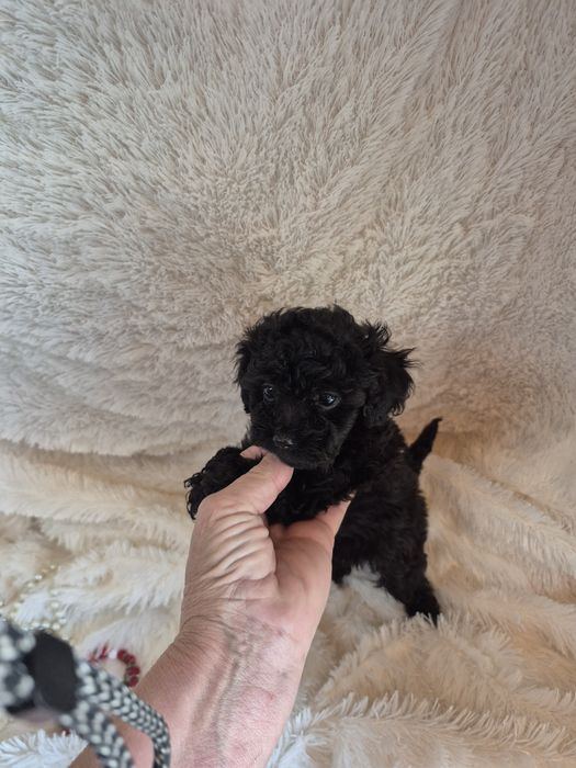 Poodle/Caniche Macho Toy Preto Criadora Registada PT3088FL