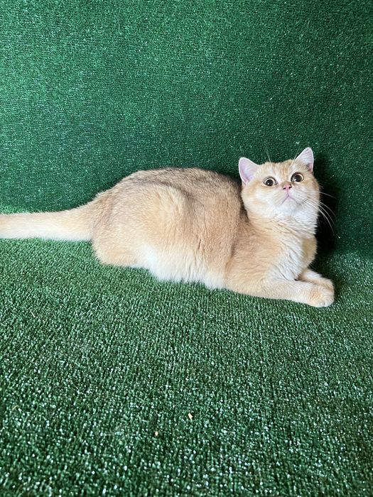 Британський котик золота шиншила BRI by 11