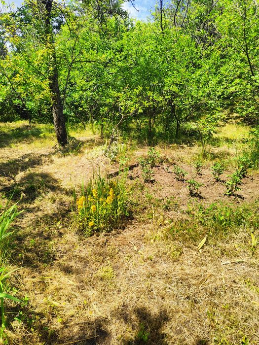 Продам дачный участок с садом  в поселке Высокий Ржавец.Рядом пруд.