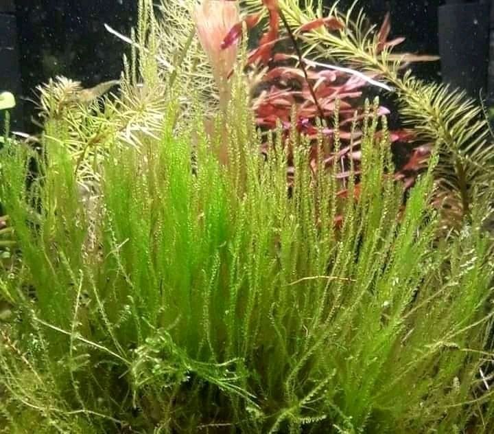 Аквариумные растения.Мох аквариумный