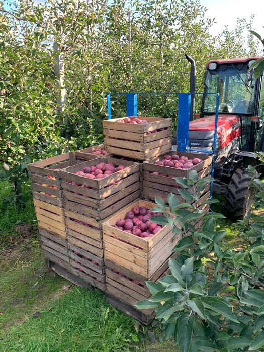 Owoc prosto z sadu Jura Krakowsko-Częstochowska hurt i detal JABŁKA