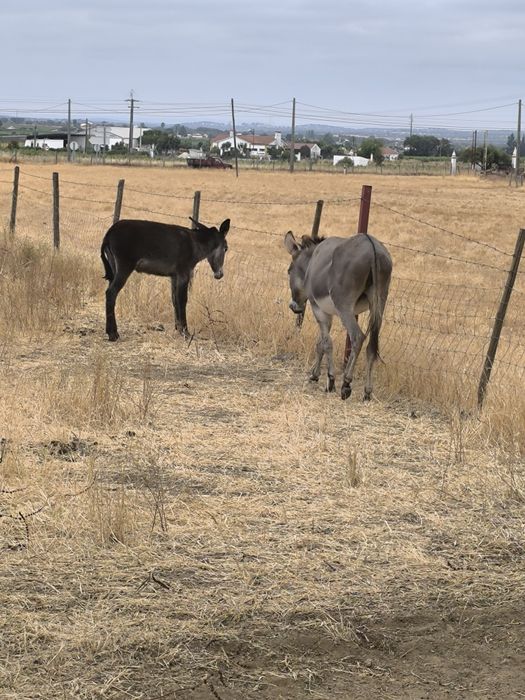 Burrinha preta mansa