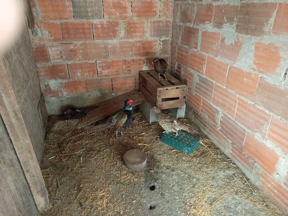 Vendo animais exóticos
