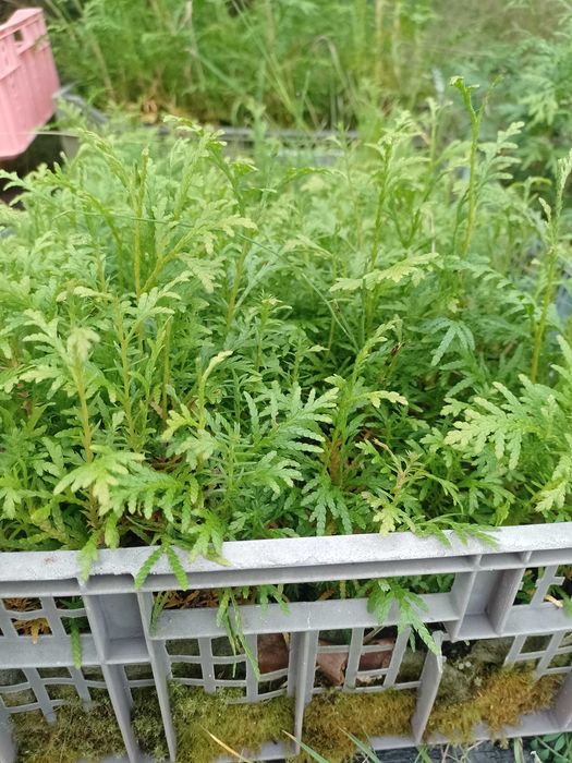 Likwidacja tuja szmaragd brabant 1,99 zl/szt