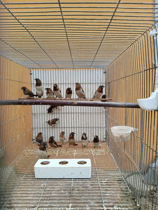 Bengalins para vender