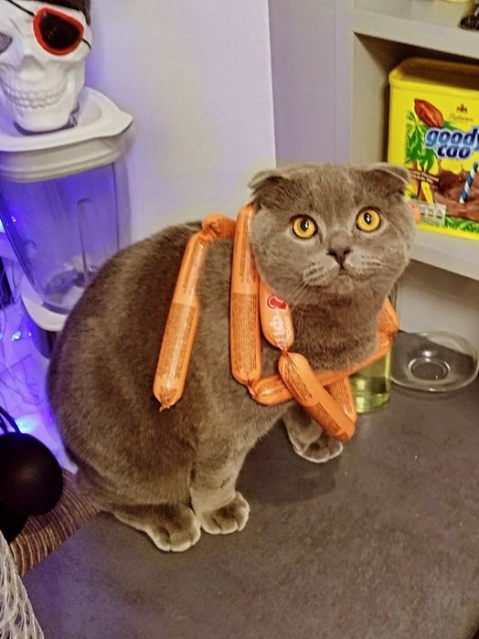 Котик шотландський висловухий (Scottish Fold) шукає подружку/наречену