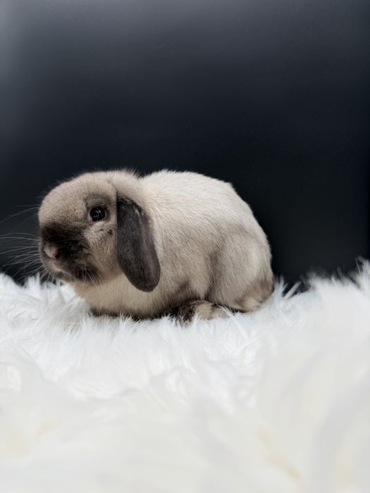 Samiec Mini Lop - Import