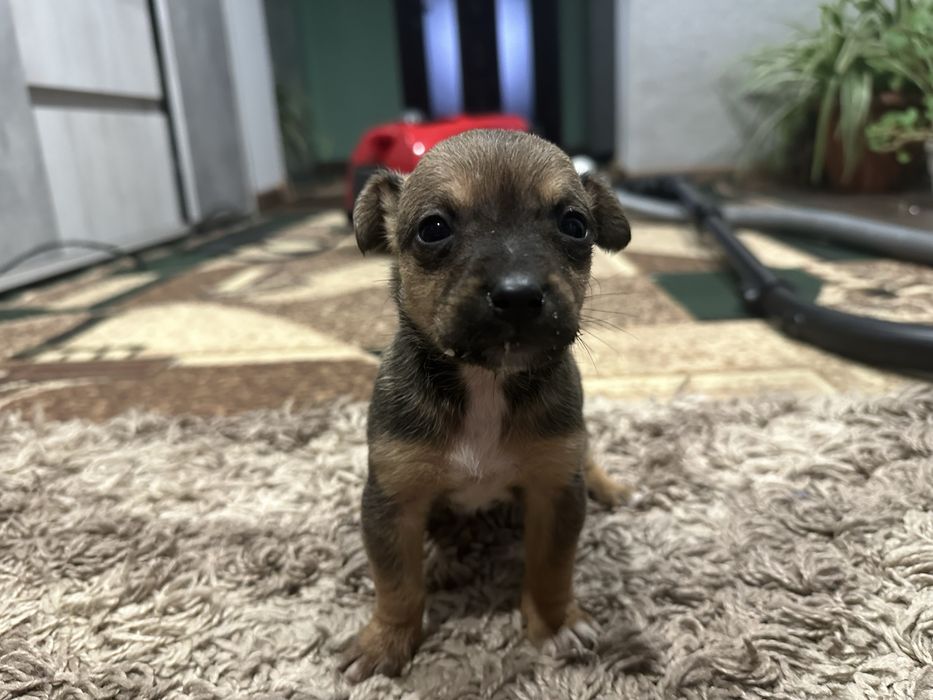 Віддам у добрі руки двох цуценят (дівчатка), безкоштовно