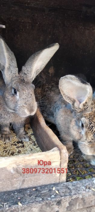Кролики разних возрастов от3 месяцев до 1,5года очень дешево