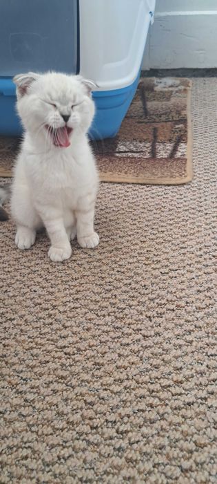 Шотландець висловухий блюпоінт 30.12.2025 блохи,глисти обробка