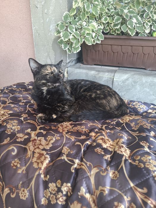 Zaginęła Kotunia! Pomóż wrócić jej do domku!