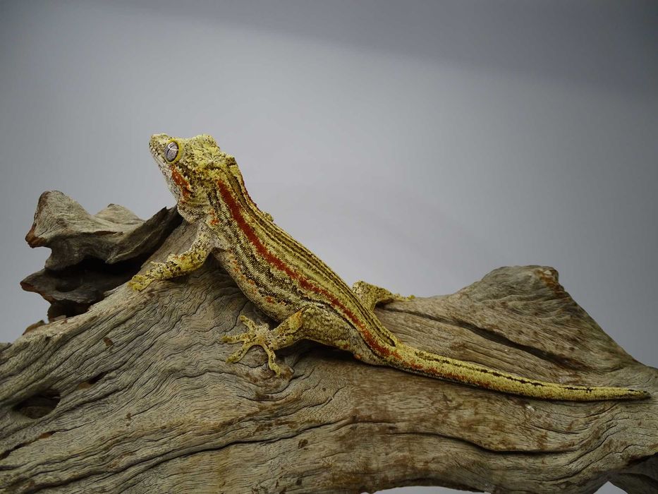 Gekon samiec Orange Stripe