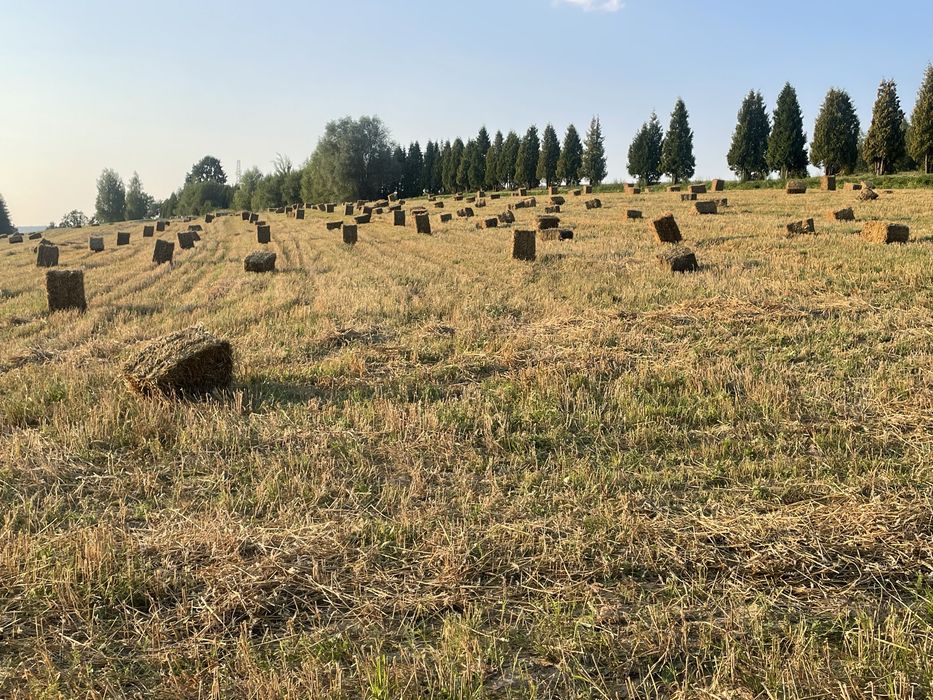 Słoma w kostkach