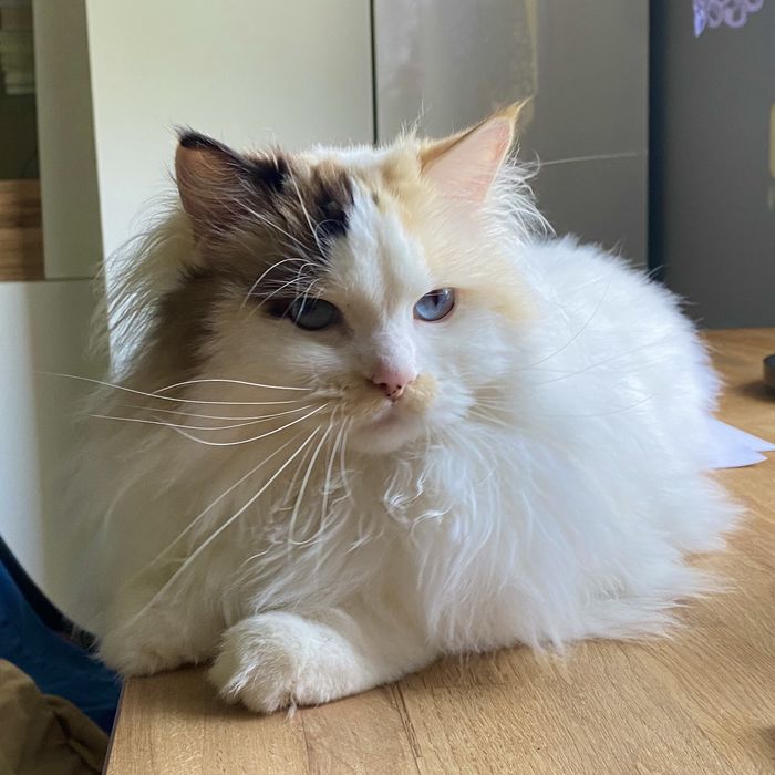 Kotka Ragdoll 4 letnia do adopcji