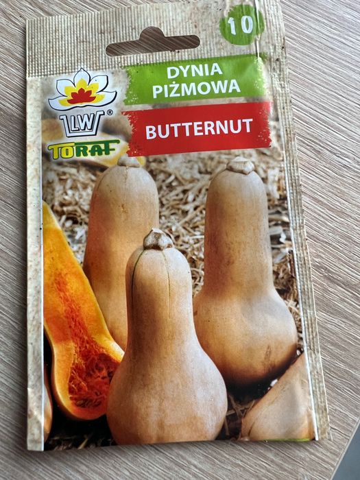 Dynia piżmowa sadzonka
