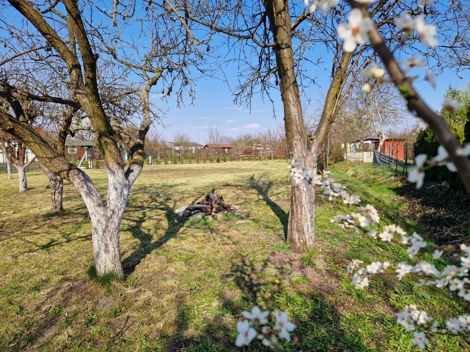 Duża działka ROD 7 arów – ogrodzona, zadbana, idealna do wypoczynku z nasadzeniami i potencjałem! - Widok 5