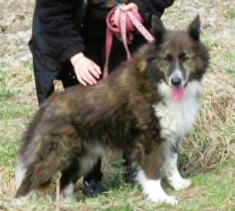 ERWIN - piękny psiak w typie border collie szuka domu