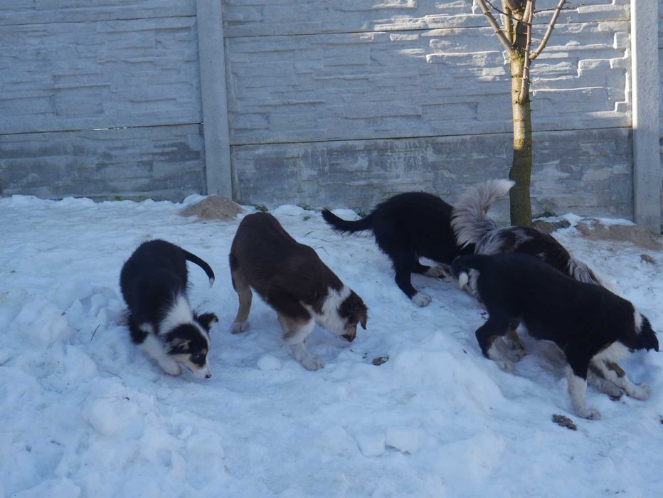 Border Collie piesek tri color