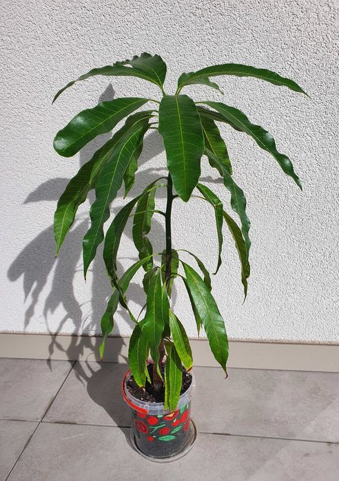 Drzewko mango 3,5-letnie z Wysp Kanaryjskich 47cm