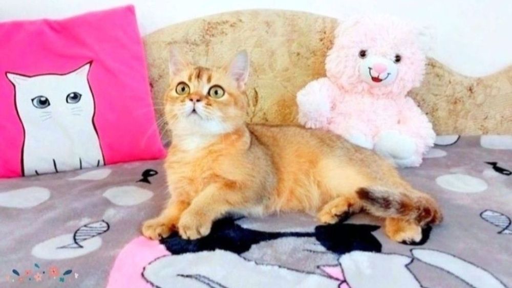 Скотіш Страйт Чудовий Золотий хлопчик