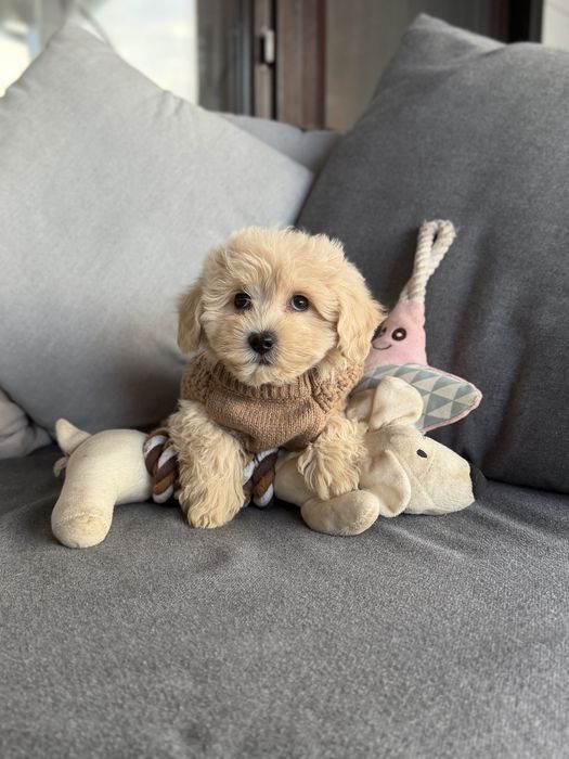 Мини мальтипу в Киеве