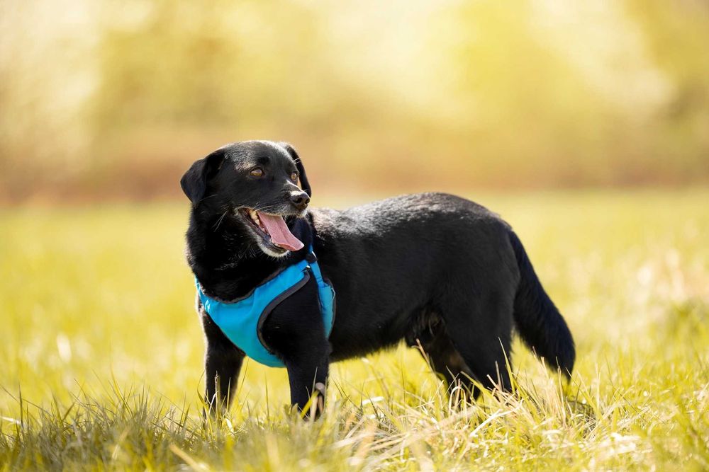 Migdał - młody, mały, wrażliwy - daj mu sznasę