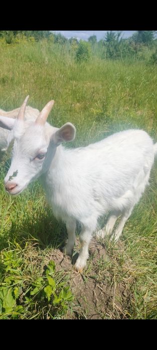 Продам молочне козеня (кізочка)