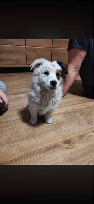 Oddam dwie suczki w dobre ręce