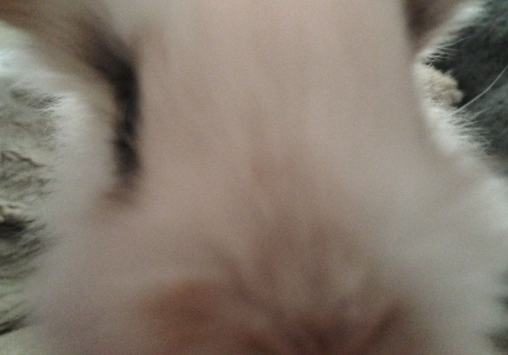 Декоративні кролики