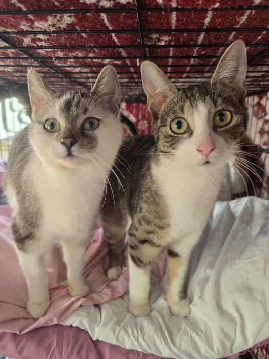 Piękne kociaki szukają domów