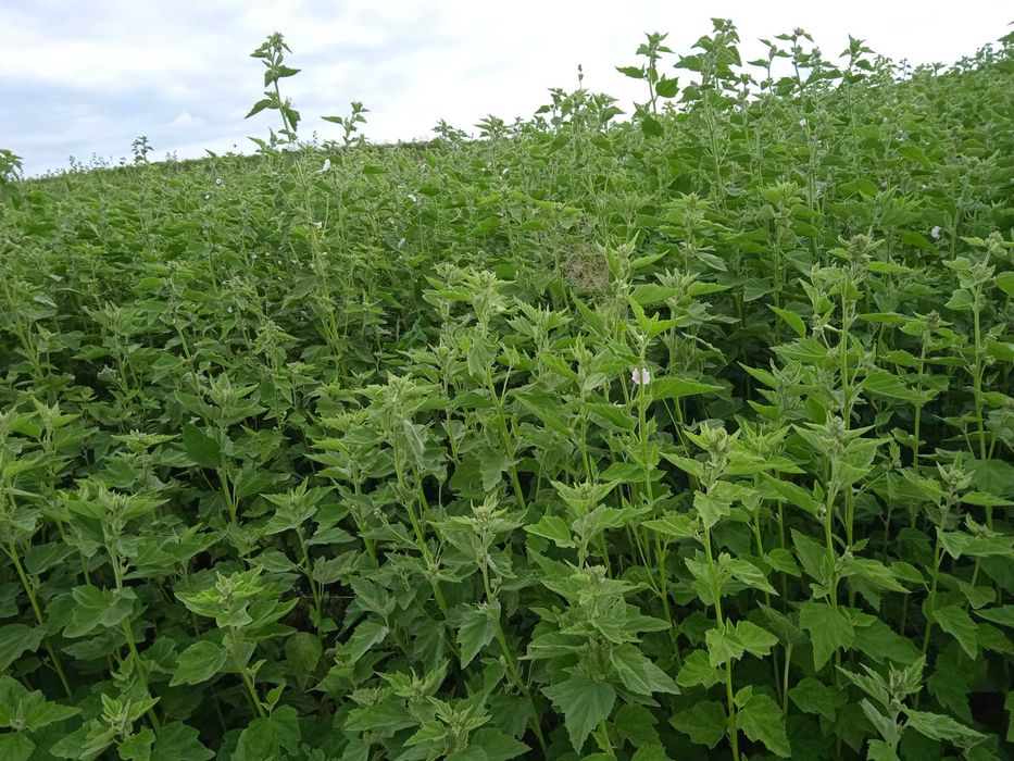 nasiona prawoślaz 2025