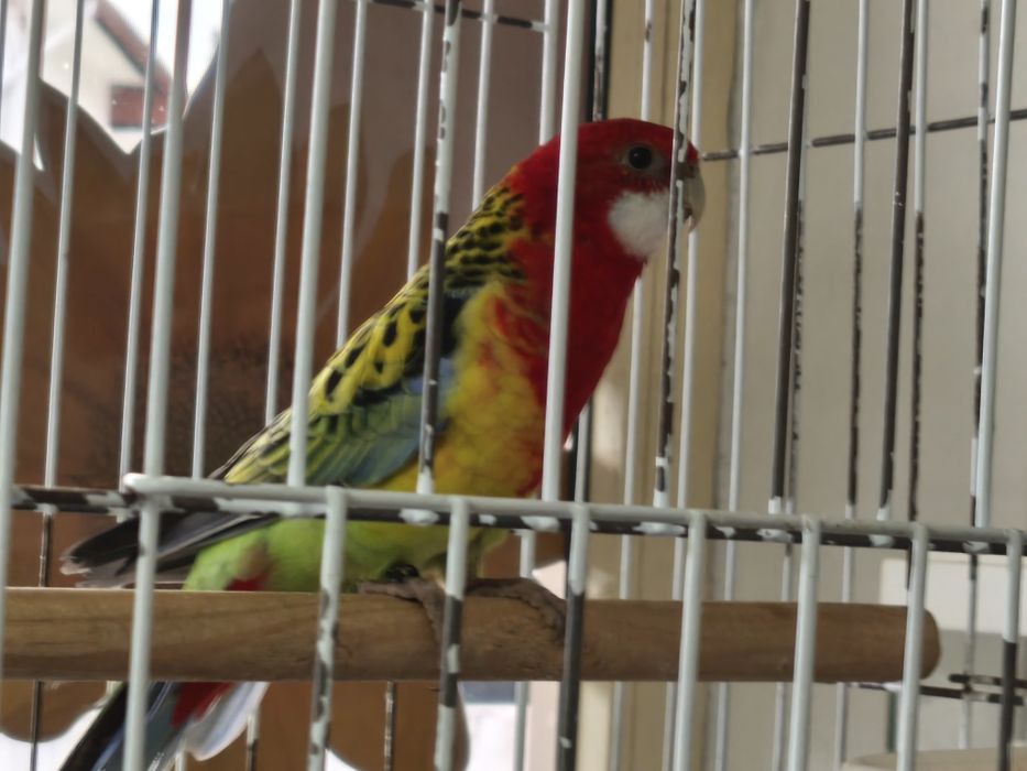 Rosela, pyrruras, ring necks